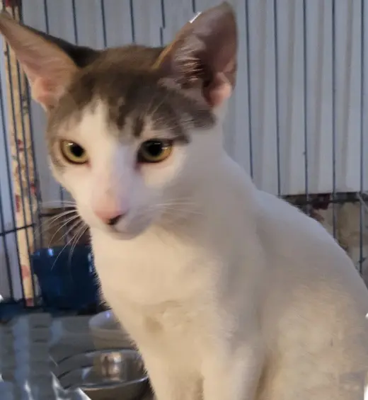 Rigby - PSP Foster Home