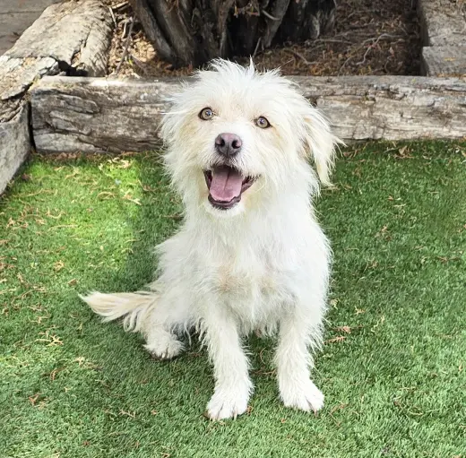 Darling Lil Mr Darby ~ Westiepoo