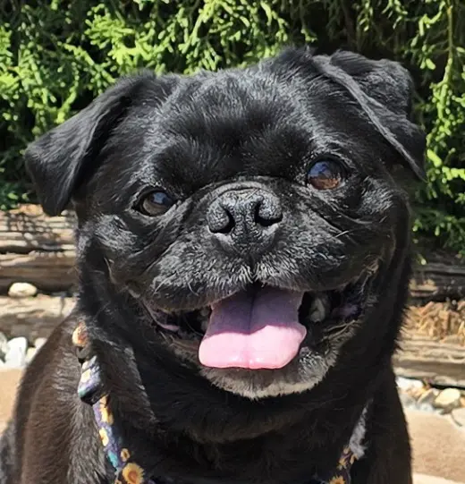 Precious Lil Ms Piggy = LAP PUG