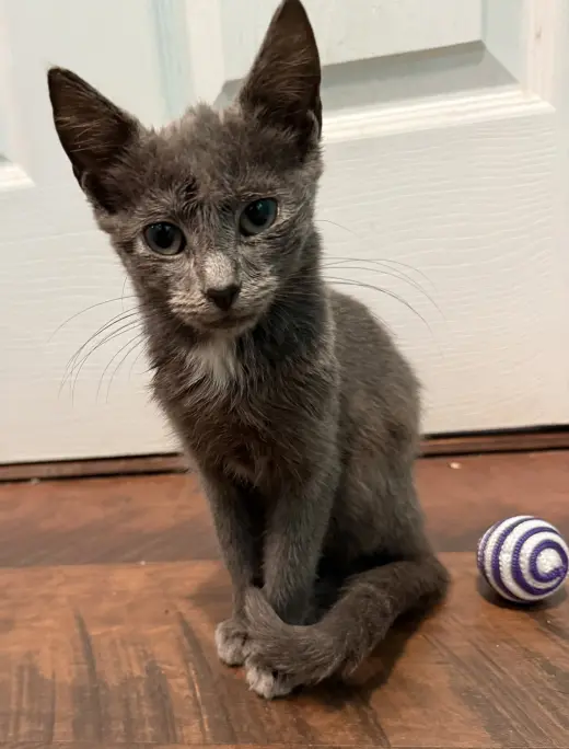 Gillian: Not at the shelter (Faith)