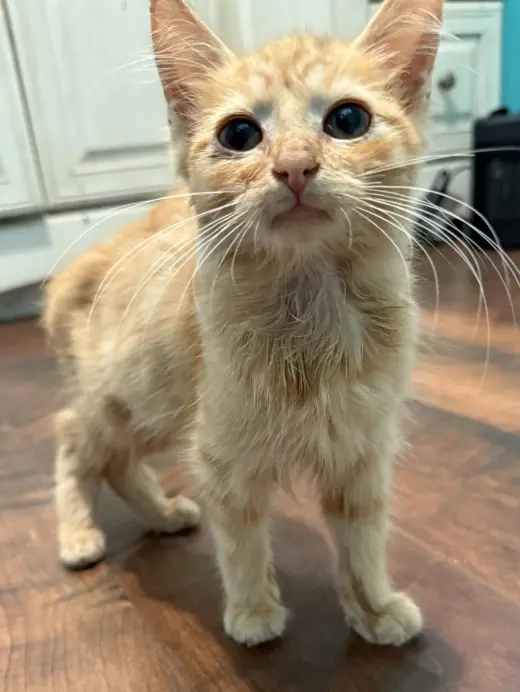 Jet: Not at the shelter (Faith)