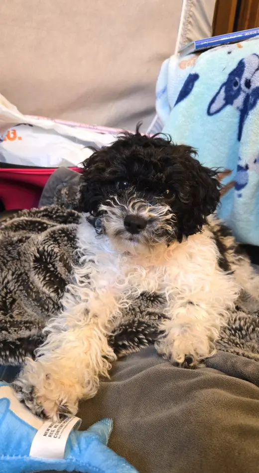 Oreo