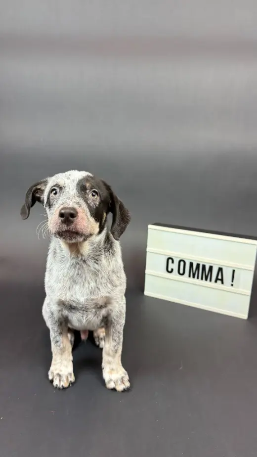 Comma