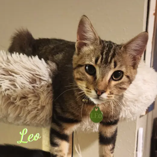 Leo #attic-bunch