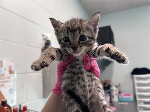 COSMO