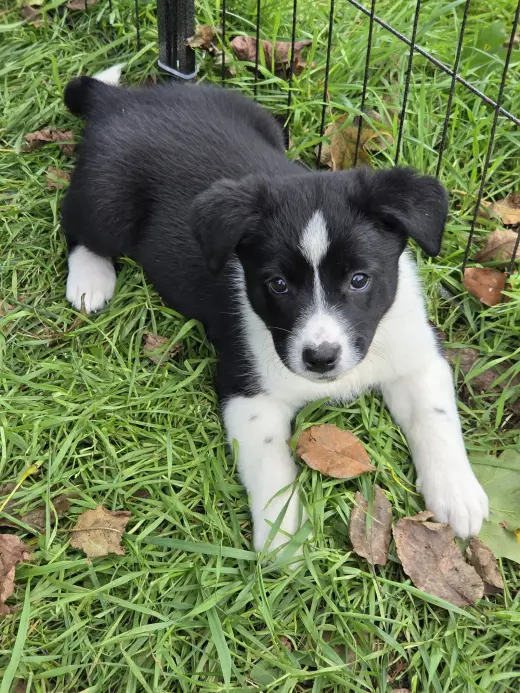 Skye