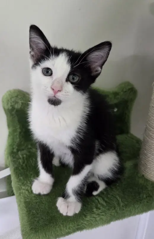 Domino