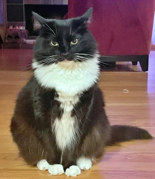 LOLA #2039 - Offered by Owner - Pretty Tuxedo