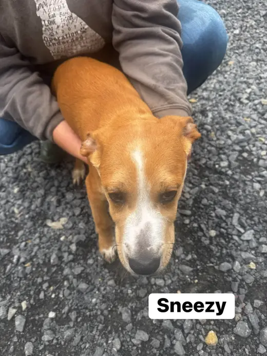 Sneezy (13wo, 20lbs)