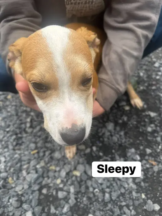 Sleepy (13wo, 20lbs)