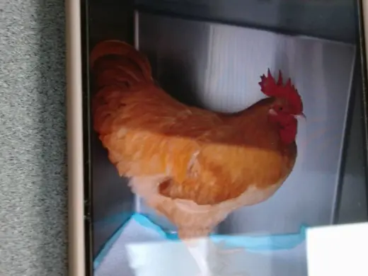 NUGGET