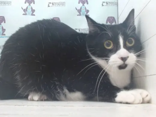 LUNA