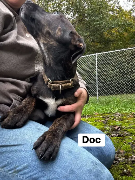 Doc(13wo, 20lbs)