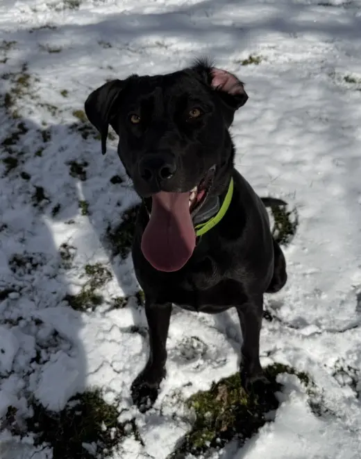 Lily *Courtesy Post* (Moravia-NY)