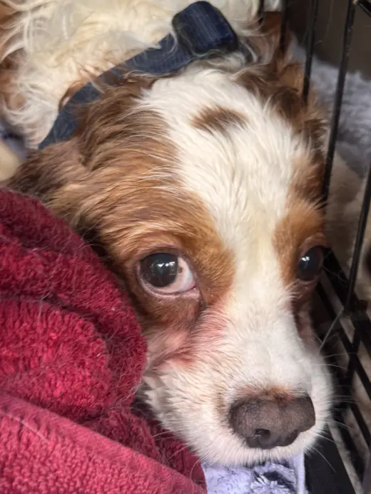 Milos (in foster)