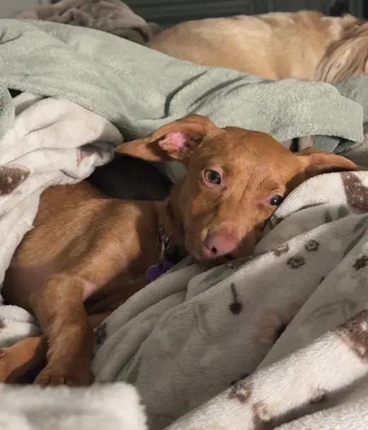 Scout aka Nemo (in foster)
