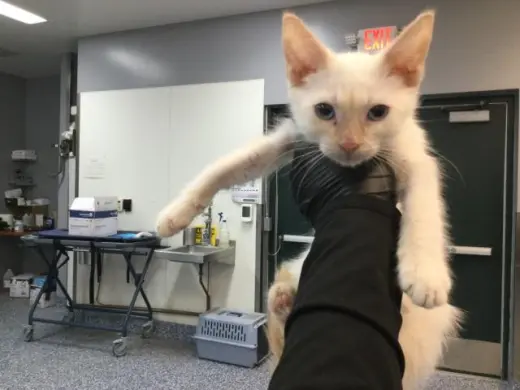 MITTEN