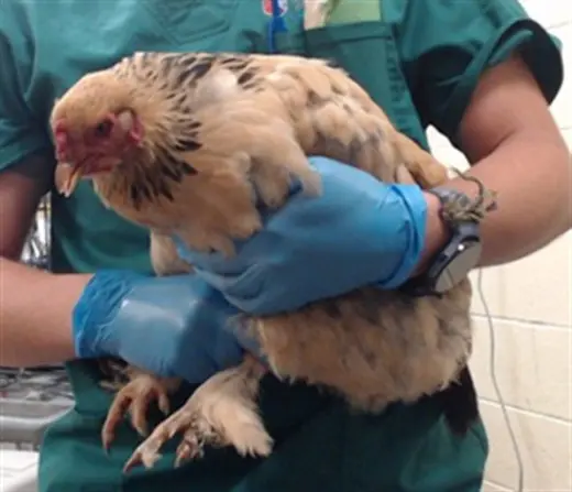GOLDIE HEN