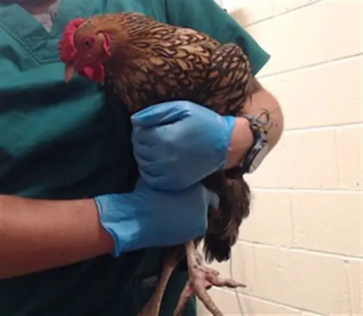 CHICKIRA