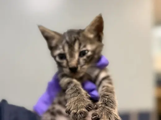 KIBBLES