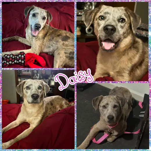 Daisy