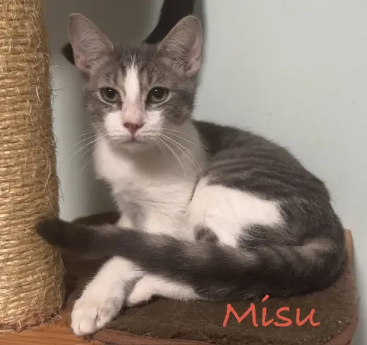 Misu