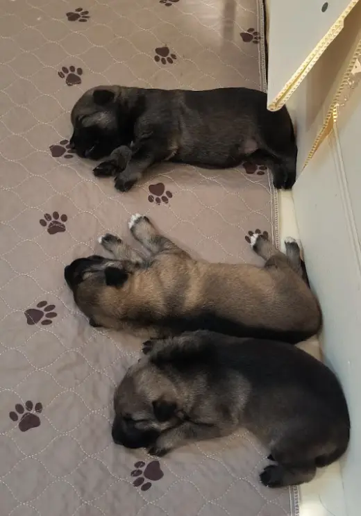 Grace's Litter