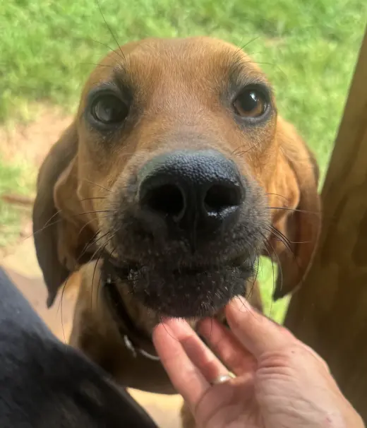 Clifford