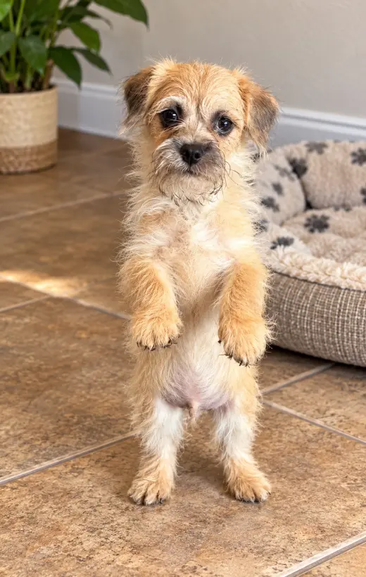 Biscuit