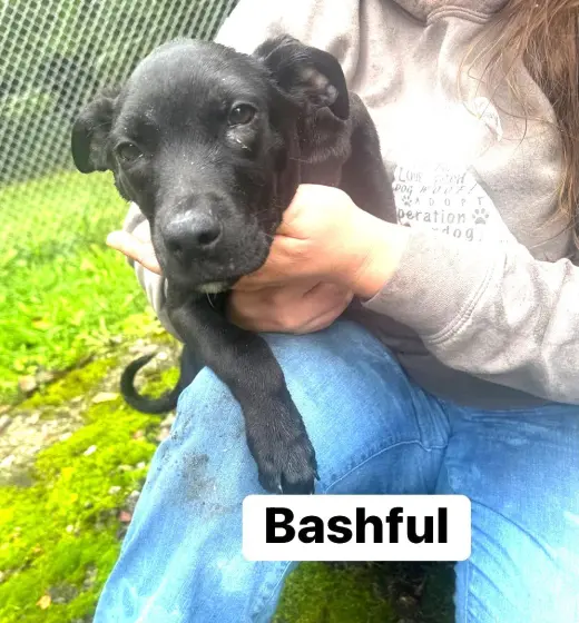 Bashful (13wo, 20lbs)