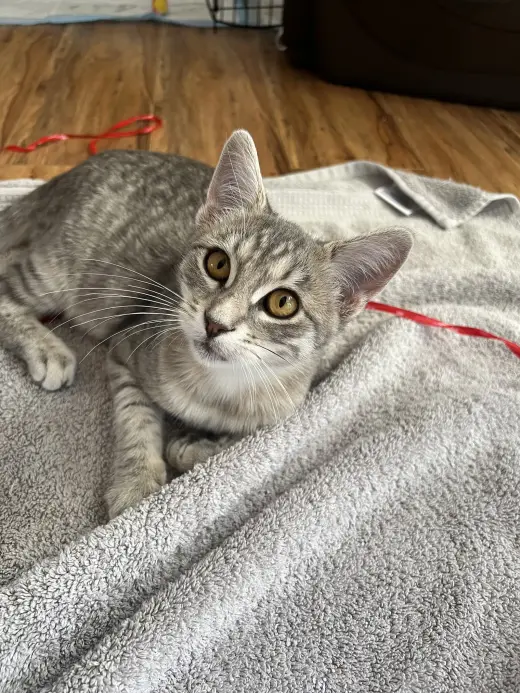 Sammi