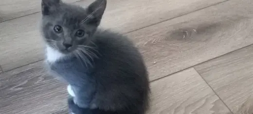 SMUDGE