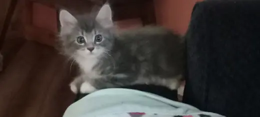 JACKSON