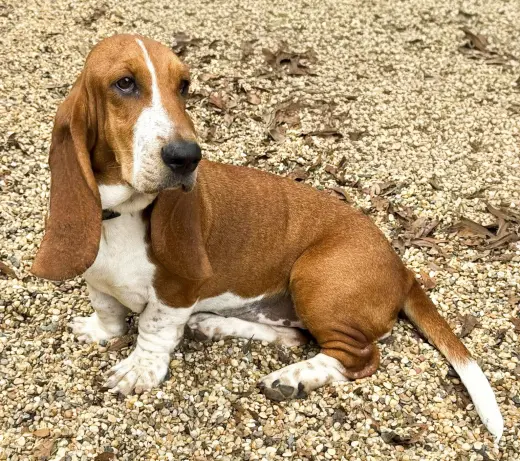 HEATHER - ADOPTION PENDING!