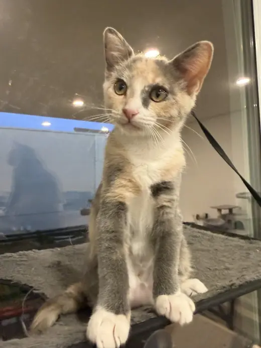 Wink (Courtesy Post)