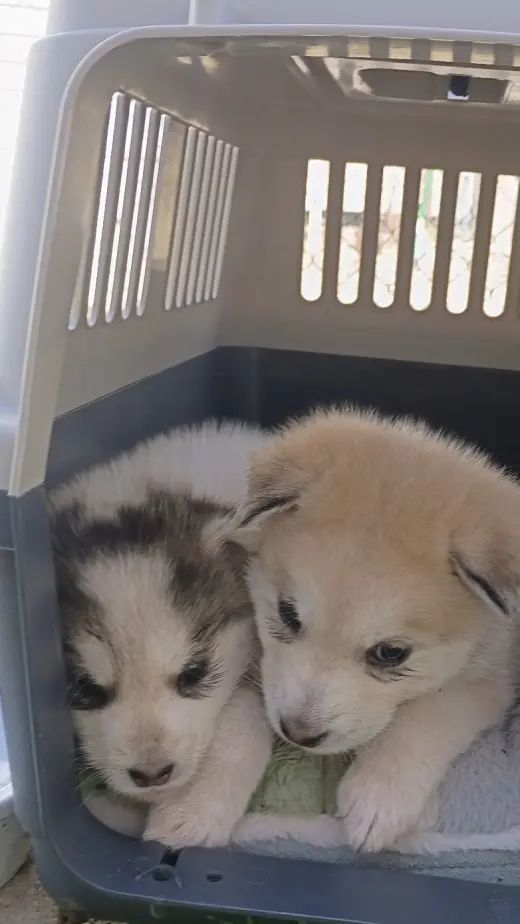 White puppy