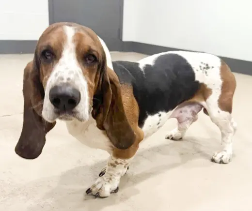 WALTER - ADOPTION PENDING!