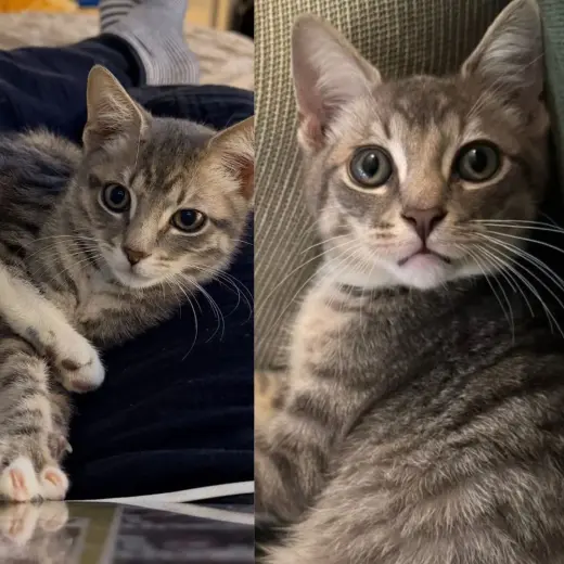 Clarinet & Oboe