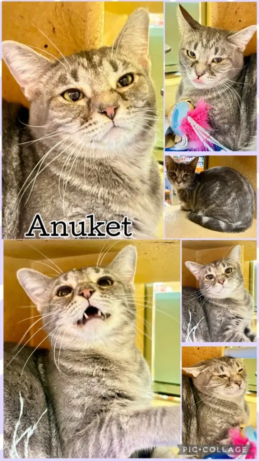 AUNKET