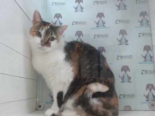 KANDY