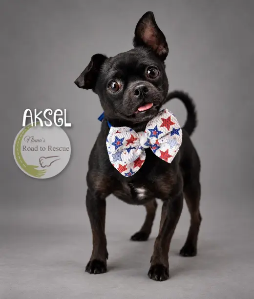 Aksel