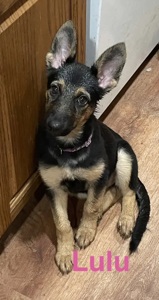 Lulu