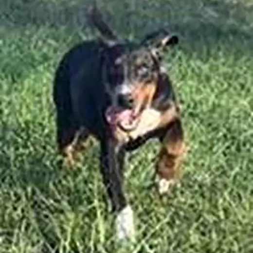 Dobie Bear