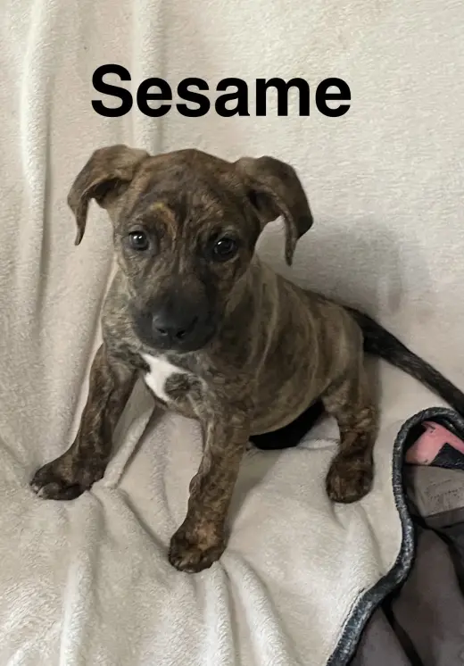 Sesame