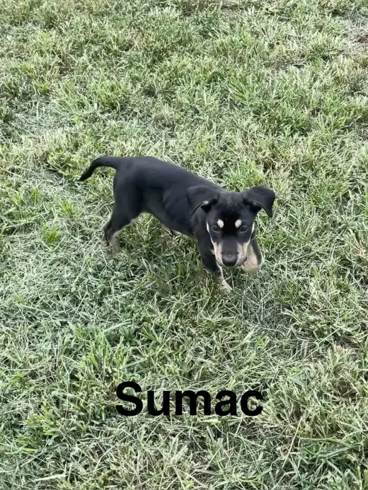 Sumac