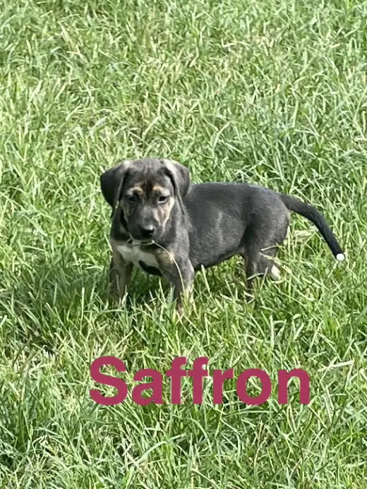 Saffron