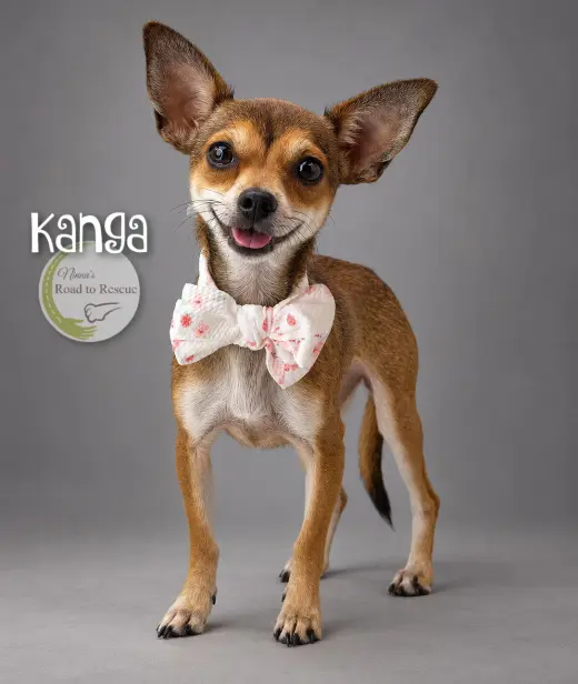 Kanga