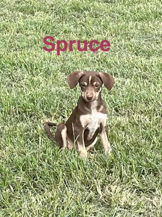 Spruce