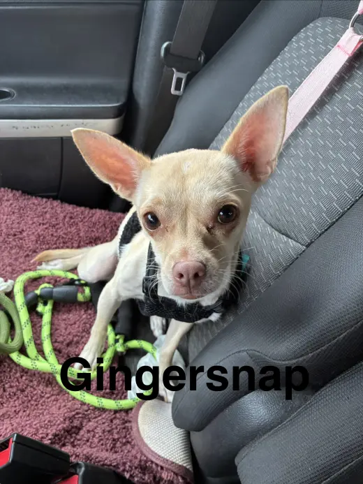 Gingersnap