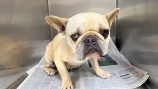 LULU